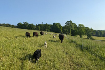 Herding Demonstration at Morse Brook Farm | Open Farm Week 2024