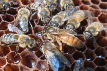 Beekeeping and International Honey Tasting at Brookfield Bees | 2022 Open Farm Week