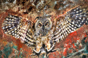 Paint Night: Owl | Black Flannel