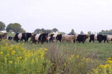 Livestock Tours at Philo Ridge Farm | Open Farm Week 2022