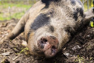 Guided Animal Tour: Piggery at Retreat Farm | Open Farm Week 2021