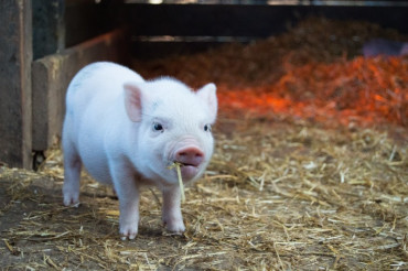 Wednesdays on the Farm | Green Mountain Girls Farm