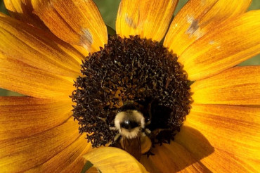 Pollinator Safari