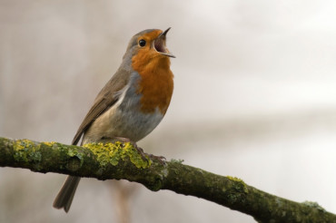 Morning Birding Walk at The Farm Between - Sterling College | Open Farm Week 2021