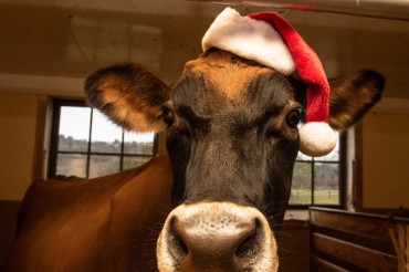 Christmas at the Farm | Billings Farm & Museum