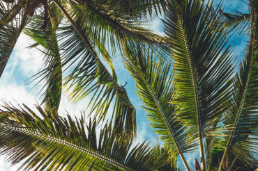 Tropical Cocktail Takeover & Instagram Live with Shannon Mustipher | Caledonia Spirits