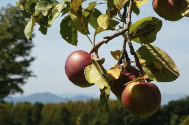 Fall Farm Tours | Golden Apple Farm
