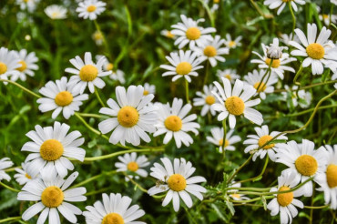 Flower Crown Making with Unity Farm & Sweet Roots Farm | Open Farm Week 2021
