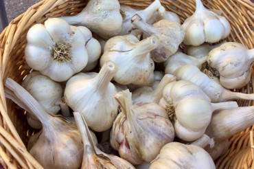Annual Southern Vermont Garlic Festival | Bennington
