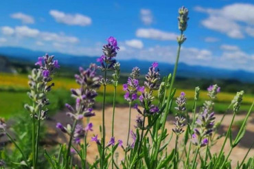 Open Farm Day at Lavender Essentials of Vermont | Open Farm Week 2022
