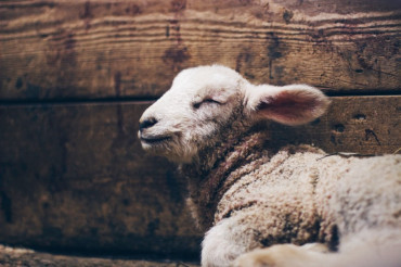 Live from the Lamb Barn | Cloverworks Farm