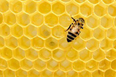 Vermont Golden Honey Festival | Golden Stage Inn