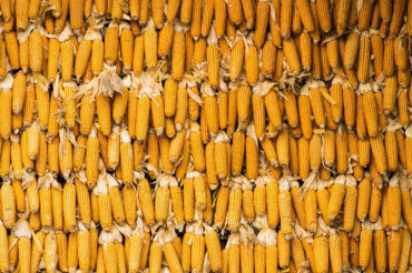 Harvest Celebration | Billings Farm & Museum