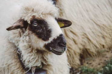 Vermont Sheep & Wool Festival	