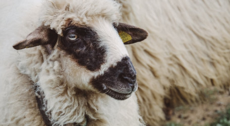 Vermont Sheep & Wool Festival	