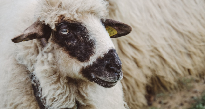 Vermont Sheep & Wool Festival