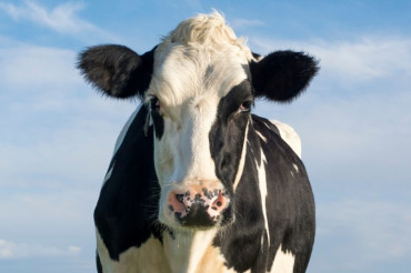 Northeast Kingdom Multi-Farm Dairy Tour with Kingdom Corn Maze | Open Farm Week 2021
