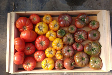 Tomato Trot 5K | Open Farm Week 2022