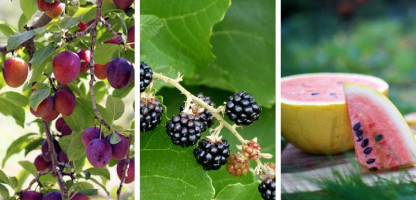 The magic of late summer fruit