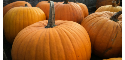 15th Annual Pumpkin Festival at Cedar Circle Farm  Sunday, October 8— Family Fun!