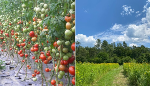 tomato vines and pollinator garden