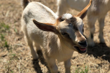 Goat Yoga at Retreat Farm | Open Farm Week 2021