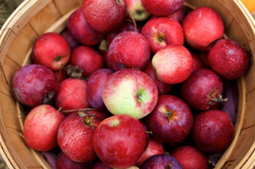 It's Apple Season in Vermont! 