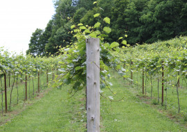 Fresh Tracks Farm Vineyard & Winery