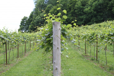 Fresh Tracks Farm Vineyard & Winery