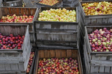 Heirloom Apple Day | Scott Farm Orchard
