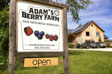 Art on the Farm at Adam's Berry Farm | Open Farm Week 2024