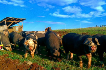 Snug Valley Farm Pastured Pork and Grass-Fed Beef
